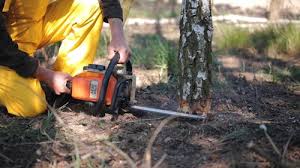 Best Arborist Consultation Services  in Caddo, OK