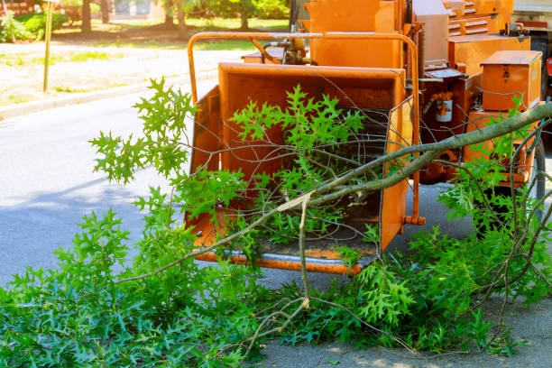 Trusted Caddo, OK Tree Services Experts