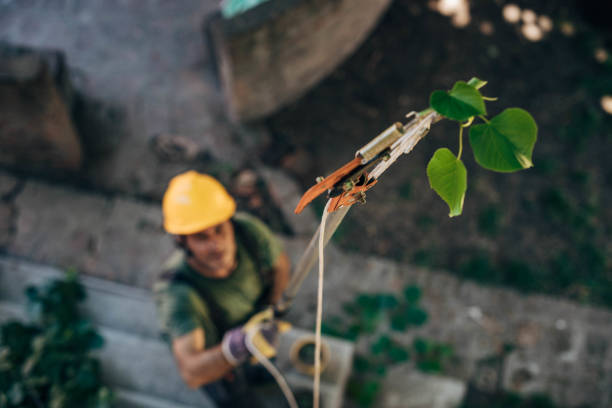 Best Commercial Tree Services  in Caddo, OK
