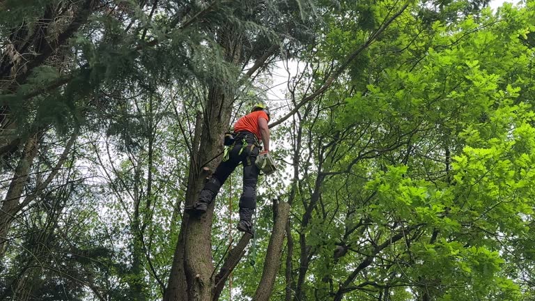 How Our Tree Care Process Works  in  Caddo, OK