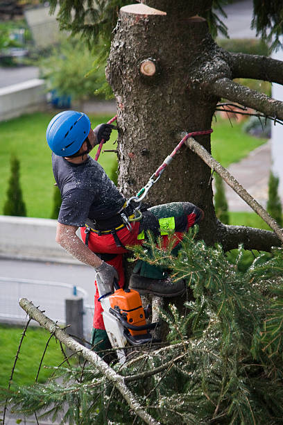 Best Organic Lawn Care Solutions  in Caddo, OK